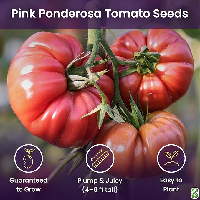 Pink Ponderosa Heirloom Tomato Seeds - Large Tomato - One of the Most Delicious Tomatoes for Home Growing, Non GMO - Neonicotinoid-Free.