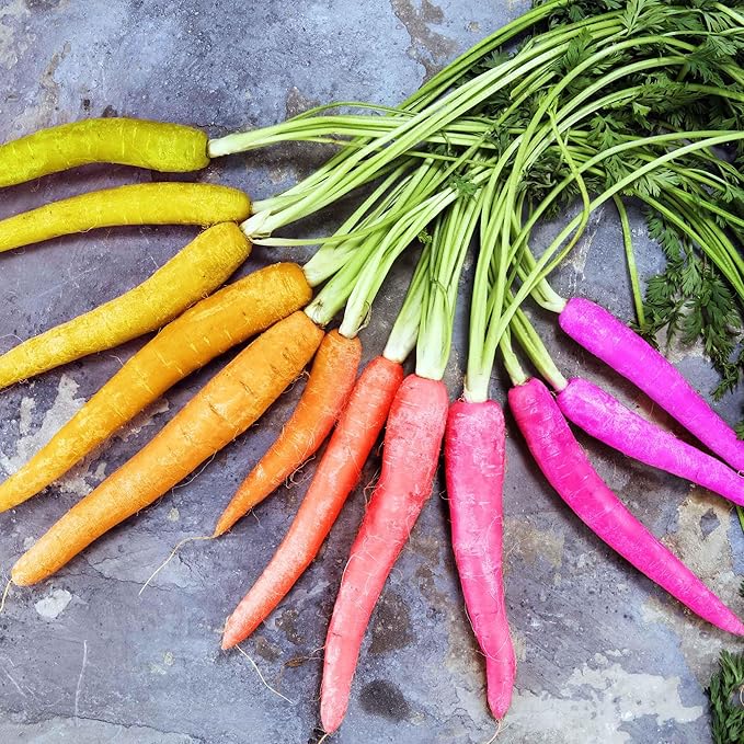 Eden Brothers Carrot Seeds (Organic) - Rainbow Blend Non-GMO Seeds for Planting, 1 Ounce | Low-Maintenance Vegetable Seeds, Plant During Warm Season, Zones 2, 3, 4, 5, 6, 7, 8, 9, 10