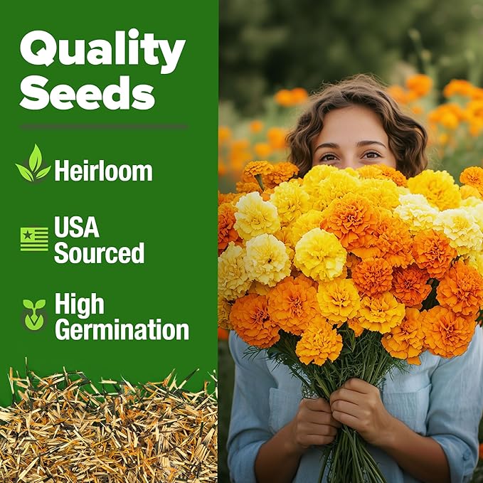 HOME GROWN Marigold Seeds Bulk Mix - 5600+ Crackerjack Marigold Flower Seeds for Planting Outdoors -Flowers Seed for Companion Planting -Wildflower African Marigold(Tagetes erecta)