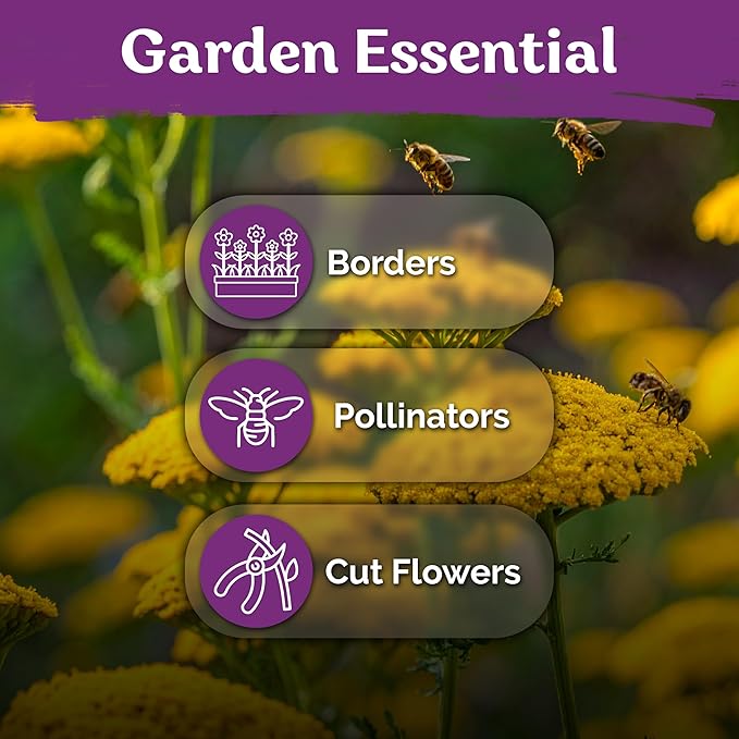 KVITER 7000 Gold Yarrow Seeds (Achillea Filipendulina) — Perennial Flower Seeds to Plant Outside, Heirloom & Organic — Native Wildflower Seed for Herb Garden, Beds, Containers & Meadows