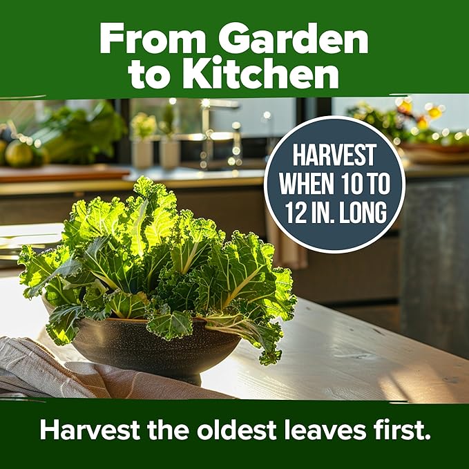 HOME GROWN Georgia Southern Collard Green Seeds 600+ Heirloom Non-GMO Seeds for Planting, High Germination, Heat Tolerant Leafy Green, Slow to Bolt, Nutritious Southern Classic (Brassica oleracea)