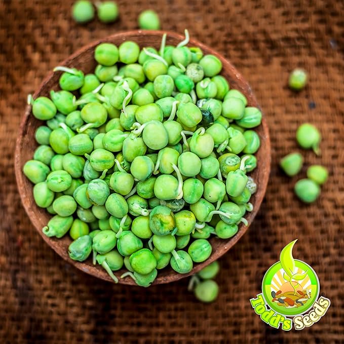 Todd’s Seeds - Sweet Green Pea Sprouting Seeds, One Pound (2,000-2,300 Pea Seeds) - Chemical Free - Non GMO - Good for Gardening, Soups, Salads and More