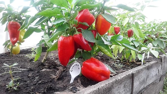 Seeds Vegetable Sweet Bell Red Giant Pepper - 30 Seeds