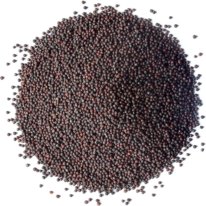 Food to Live Organic Broccoli Seeds for Sprouting, 12 Pounds – Non-GMO, Vegan, Kosher, Sirtfood, Bulk. Rich in Sulforaphane, Vitamin C. Grow Sprouts, Microgreens for Salads, and Sandwiches