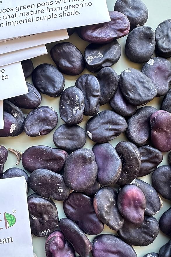 Plant Good Seed Organic Negreta Purple Fava Bean Seeds for Planting: Heirloom Vegetable, Large Dark Violet Beans - 10 Seed Packet