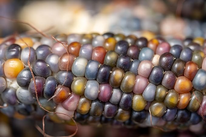 Plant Good Seed Organic Glass Gem Corn Bulk Seeds for Planting: Ornamental Ears, Translucent Kernels - 1,925 Seed Packet (0.5 Pound)