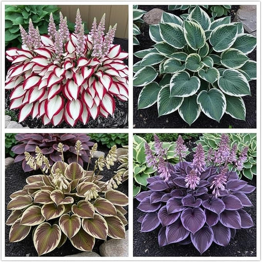 100+ Hosta Seeds for Planting Outdoors, Mixed Color Rare Perennial Flower Seeds, Shade Loving Hosta Plants for Garden Beds, Containers, Patios