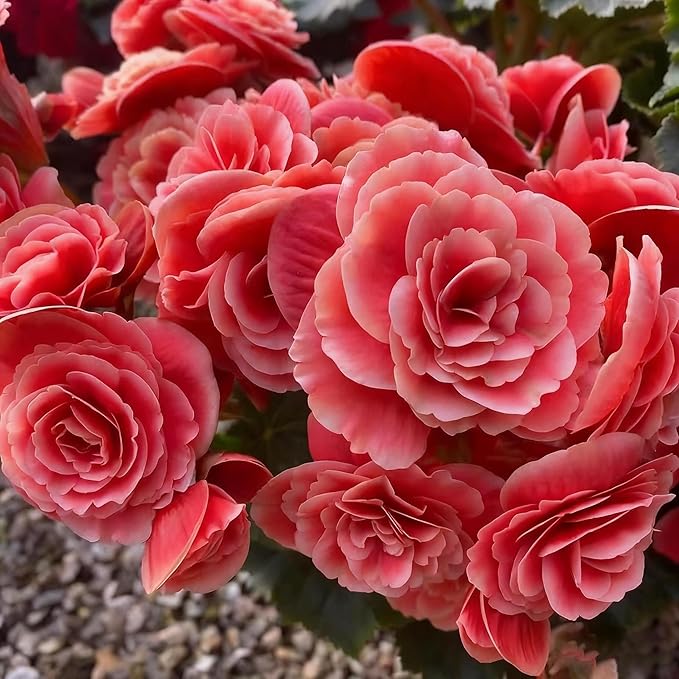100+ Begonia Flower Seeds for Planting, Perennial Mixed Color Begonia Seed, Non-GMO Heirloom Begonia Flower Seeds for Bonsai Decoration, Home Garden