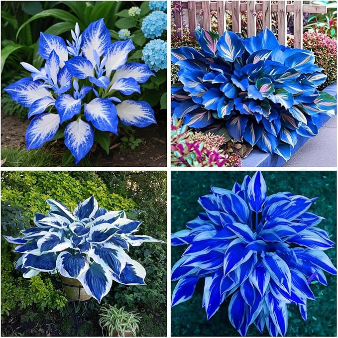 150+ Hostas Seed for Planting Outdoors-Rare Hostas Seeds Perennial Plants-Shaped Hosta Seeds Attract Pollinators Bonsai Decoration for Outdoor Garden
