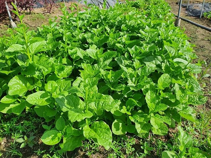 100 Seeds Green Malabar Spinach- Mồng Tơi Xanh [Guyana Thick Leaf Callaloo] Non-GMO