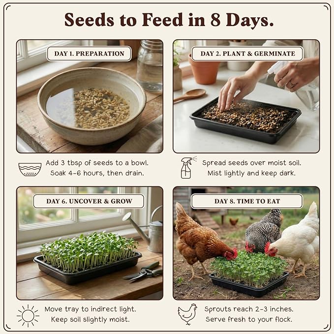 Seedboy Organic Non-GMO Microgreens Seeds for Chickens, Golden Yolk Blend - USA Grown Sprouting Mix with Alfalfa, Clover, Sunflower, Wheatgrass - 8 oz Bag