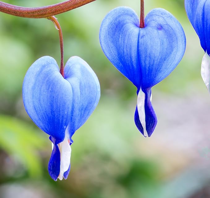 Rare 20 Pcs Lavender hues Seeds Perennial Bleeding Heart Shade Flower Garden