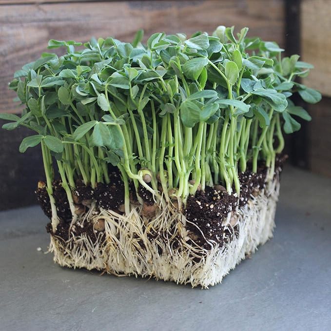 Speckled Pea Sprouting Seeds - 1 Lbs