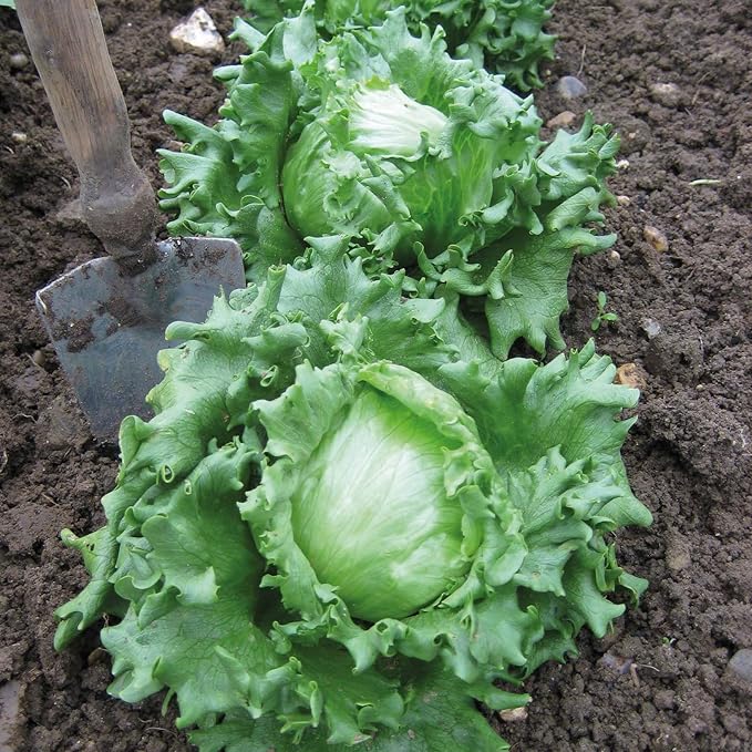 Seeds Crisphead Iceberg Lettuce Green Buttercrunch for Salad Non GMO Vegetable for Planting 1000 Seeds
