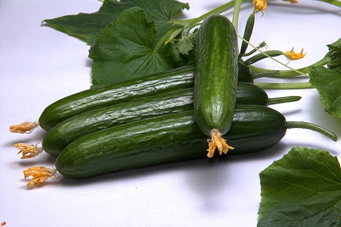 Cucumber Emilia F1 Long Giant Vine Self-pollinated Vegetable Hybrid Non-GMO for Planting