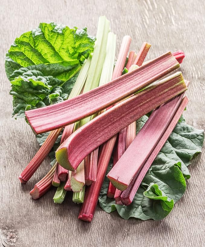 30+ Seeds Rhubarb Victoria - Vegetable Red