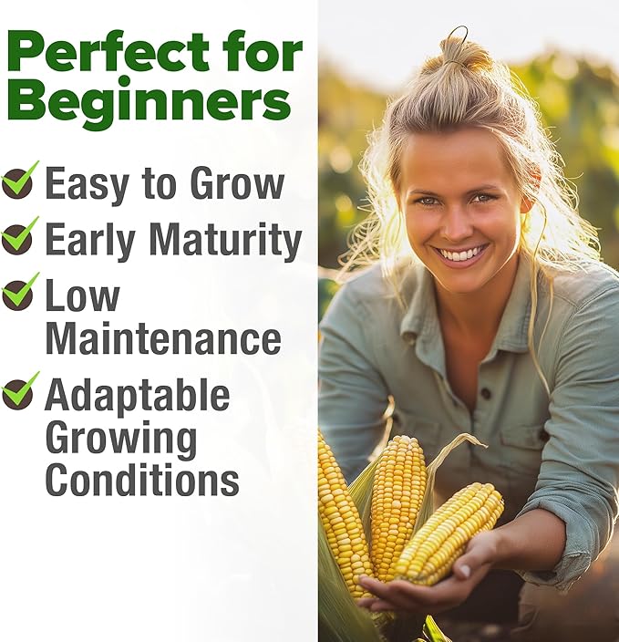 HOME GROWN Golden Bantam Sweet Corn Seeds 100+ Heirloom Non-GMO Seeds for Planting, High Germination, Yellow Kernel Corn on the Cob, Early Summer Harvest, Easy to Grow Home Garden Crop (Zea mays)