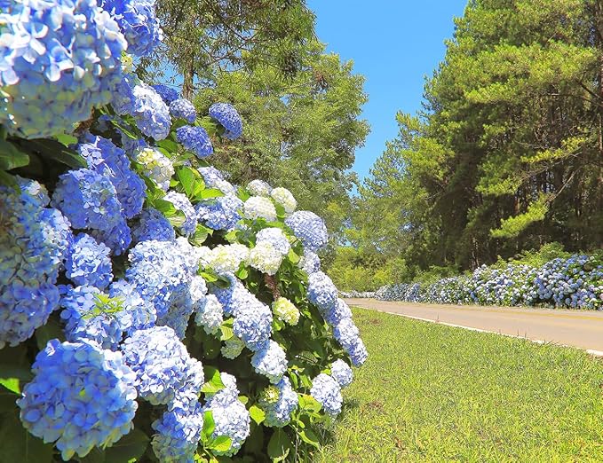 60+ Mixed Color Hydrangea Seeds for Planting, Hydrangea macrophylla Giant Snowball Hydrangea Fast Growing Shrub, Flower Plant Wedding, Outdoor Garden - Potted Plants