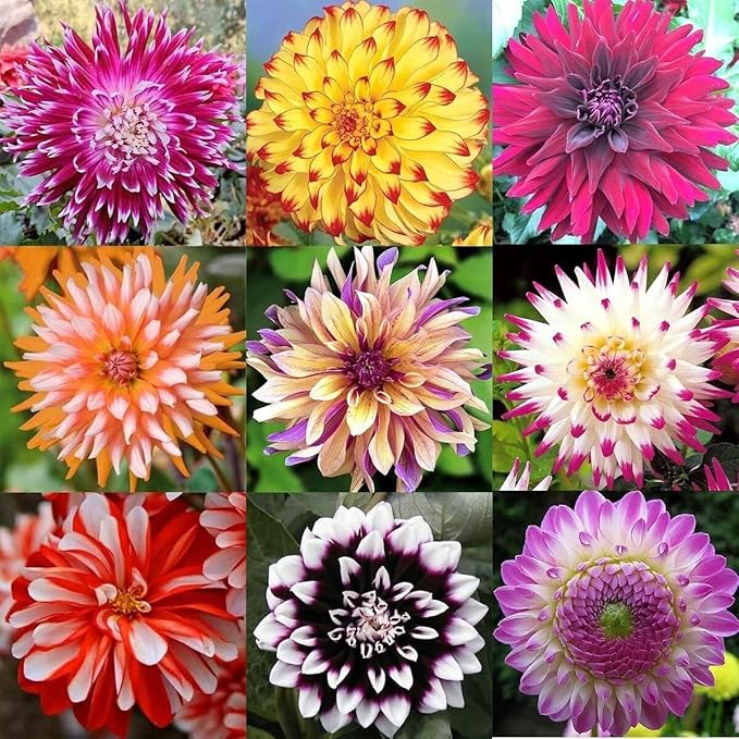 200+ PCS Mix Dahlia Seeds Flowers Compound Petals Multi-Color Beautiful Annual Outdoor Garden Potted Plants Non-GMO Dahlia for Planting Dahlia Pinnata Seeds