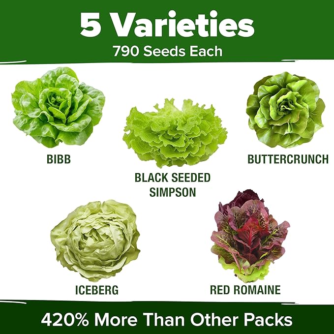 HOME GROWN Lettuce Seeds 5 Variety Mix 3950+ Bulk Pack Heirloom Non-GMO, High Germination, Romaine, Bibb, Buttercrunch, Iceberg, Black Seeded Simpson, Indoor Outdoor Hydroponic Garden (Lactuca sativa)