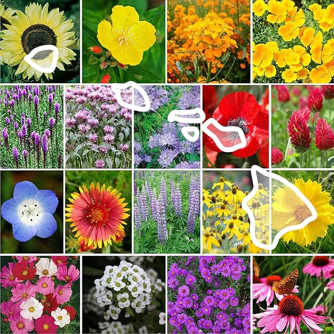 Eden Brothers Hawaii Wildflower Mixed Seeds for Planting, 1 lb, 480,000+ Seeds with Sunflower, Coneflower | Attracts Pollinators, Plant in Spring or Fall, Zones