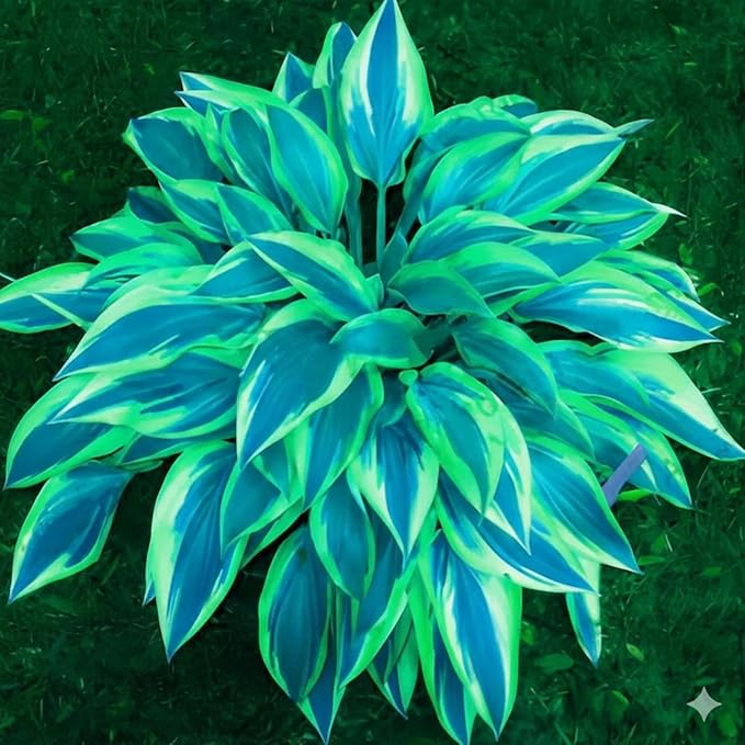 350+ Hosta Seeds Heart-Shaped Hosta Bare Roots - Rich Foliage, Heart Shaped Leaves, Exotic Hostas Drought Tolerant Colorful Hosta Plants