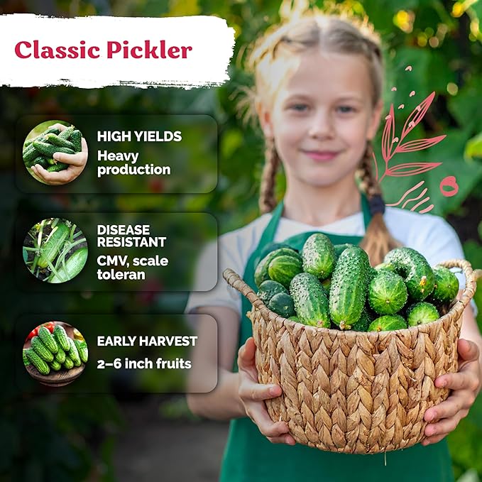 KVITER 150 Boston Pickling Cucumber Seeds (Cucumis sativus) - Boston Pickler Cucumber Organic, Perfect Cucumbers for Pickling and Slicing - Vegetable Seeds for Planting in Home Garden & Containers