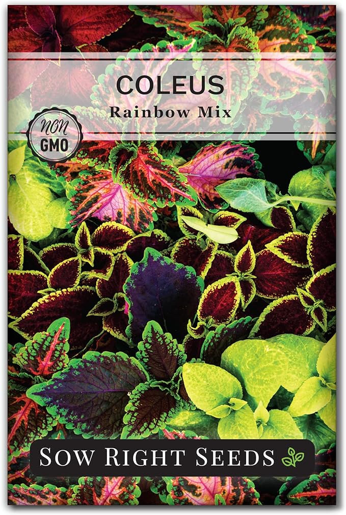 Sow Right Seeds - Rainbow Mix Coleus Seeds for Planting - Non-GMO Heirloom Variety - Vibrant Tropical Plant Blooms - Ideal for Gardeners, Easy to Grow - Indoor/Outdoor Use - Colorful Foliage (1)