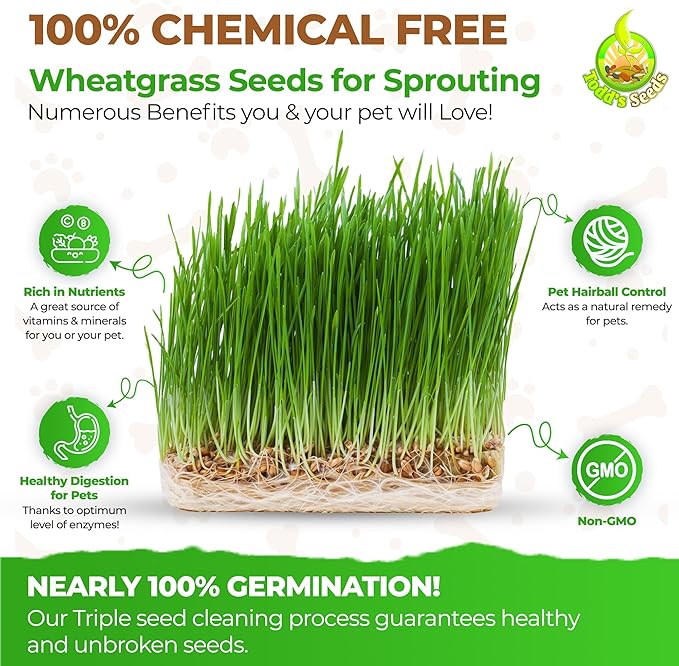 Todd's Seeds Wheatgrass Seeds; Hard Red Winter Wheat, Non-GMO, Chemical Free, High Germination (1/4 Pound)