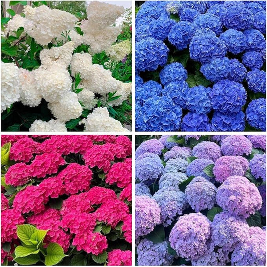 150+ Hydrangea Seeds - Mixed Color Perennial Flowers (Blue, Pink, Red & White) for Garden, Landscape & Wedding Decor – Hardy, Non-GMO, Heirloom Seed for Outdoor Planting & Potted Plants