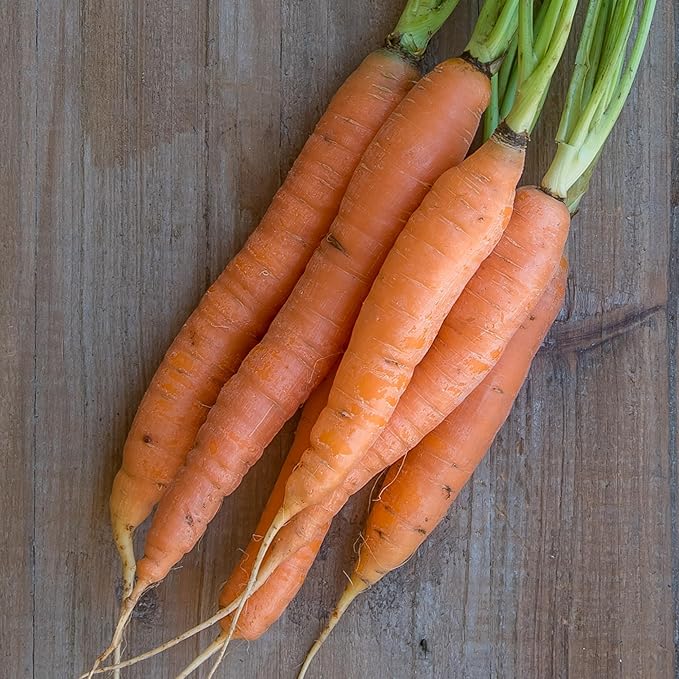 Burpee Organic Nantes Half Long Carrot Seeds - Sweet, Stump-Rooted Variety