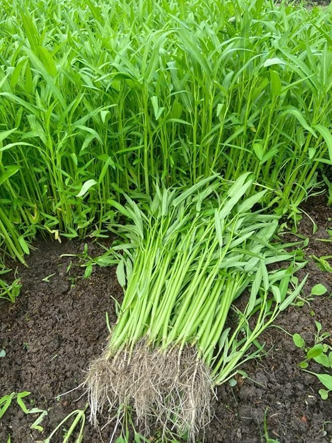 420+ Ong Choy Seeds - Rau Muong La TRE - Kong Xin CAI - Water Spinach Seeds - Organic, Non GMO, 99% Germination Rate - Made in USA, Vegetable for Yard & Garden Planting