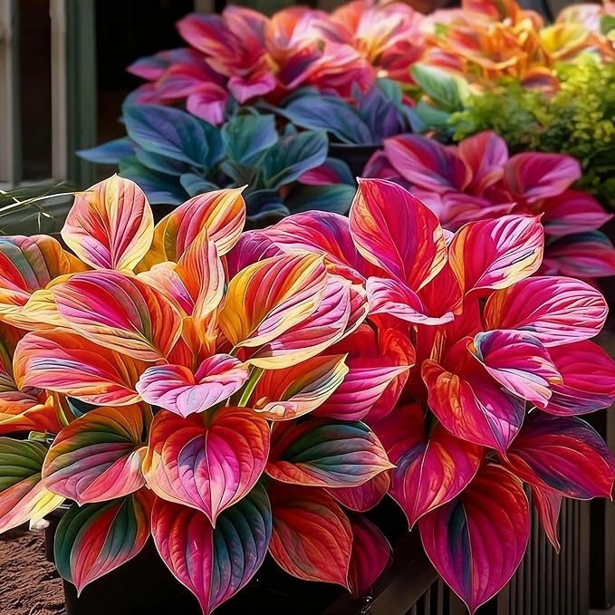 Mixed 300+ Hosta Seeds for Planting, Hostas Seeds Rare Perennial Under Trees & North Facing Areas Shade Garden, Drought Tolerant Perennial Ground Cover Decorative Foliage