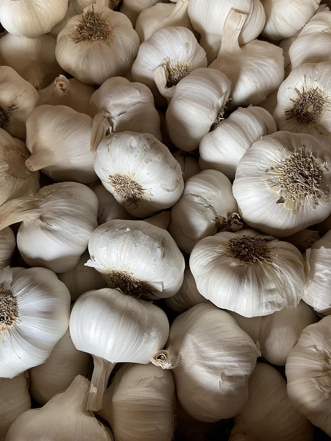 Garlic Seed Bulbs, Large Cloves, Cold Hardy, Bold Flavor (8)