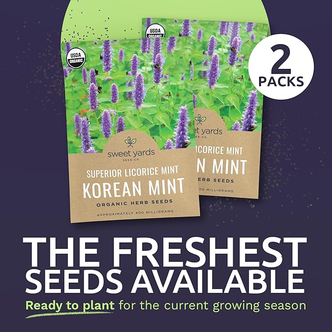 Organic Korean Mint ‘Superior Licorice’ – Agastache Rugosa Seeds – Two Seed Packets! Over 2,000 Open Pollinated Non-GMO Seeds – Sweet Yards Seed Co.