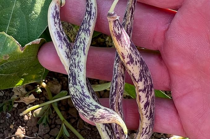 Plant Good Seed Organic Dragon Snap Bean Seeds for Planting: Heirloom Bush Vegetable, White Purple Pods - 18 Seed Packet