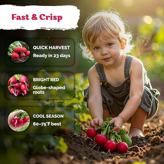 KVITER 900 Cherry Belle Radish Seeds (Raphanus sativus) - Non-GMO Vegetable Seed Packet, Crisp Mild Flavor - Organic & Heirloom Red Radish Seeds for Planting Vegetables in Outdoor & Indoor Garden