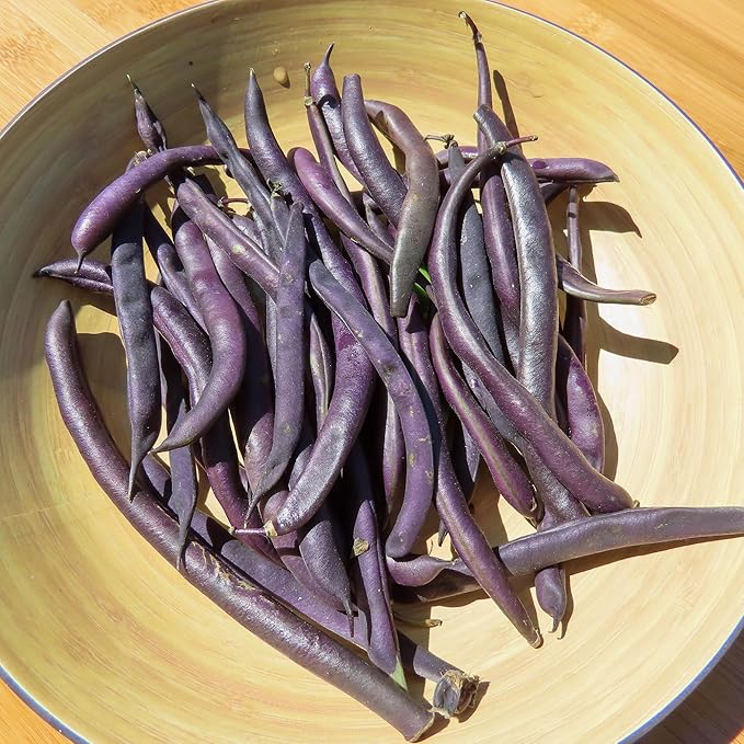 Back to the Roots 100% Organic Heirloom Seeds - Bean 'Royalty Purple Pod' Value Pack