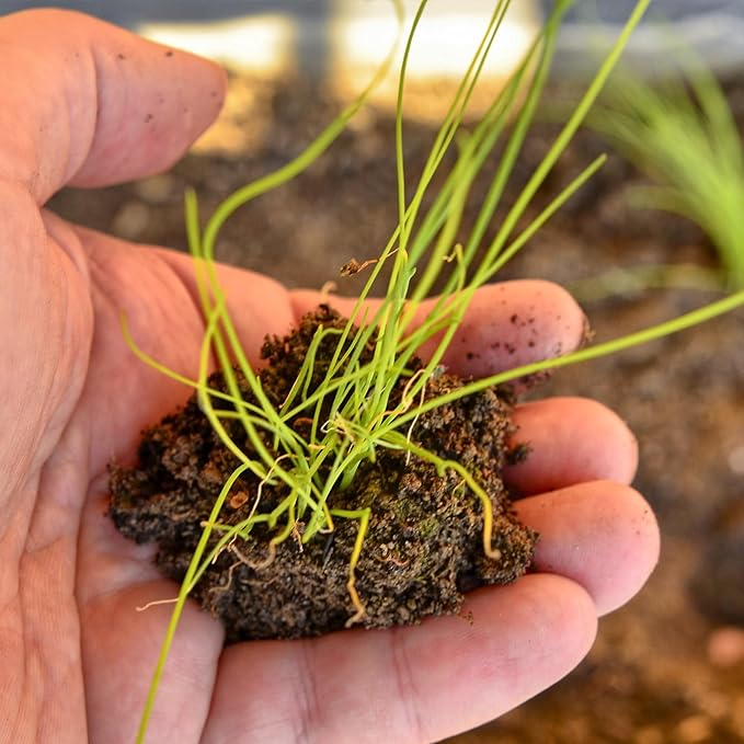Seed Needs Chive Seeds for Planting Garlic & Common Chives Herbs - Non-GMO Heirloom & Untreated Garden Seed to Plant an Indoor/Outdoor Culinary Garden (Collection of 2 Packets)