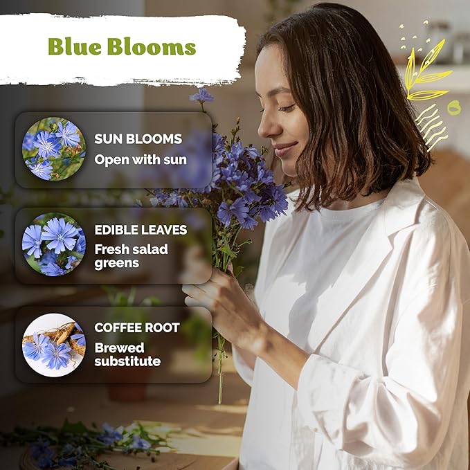 KVITER 550 Chicory Seeds for Planting (Cichorium intybus) – Blue Chicory Seed Packets – Heirloom Wildflower Seeds Bulk, Wild Flower Seed Packets, Perennial Wildflowers for Flower Garden Outdoors