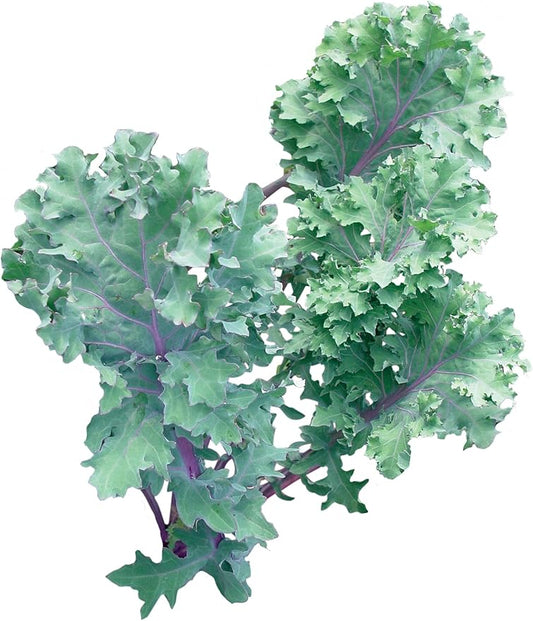 Burpee Red Winter Kale Seeds 345 seeds