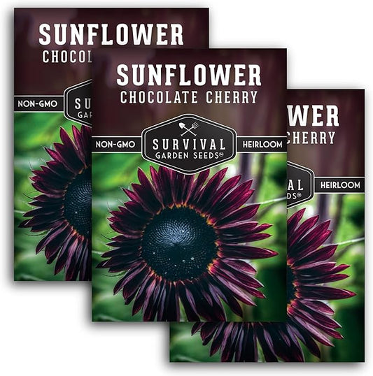 Chocolate Cherry Sunflower Seeds for Planting | Rare Burgundy Black Blooms, 6-7ft Giant Non-GMO Heirloom Flower - Survival Garden Seeds (3 Packs)