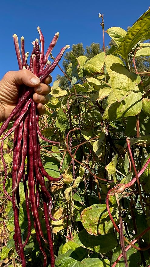 Plant Good Seed Chinese Red Noodle Bean Seeds for Planting: Asian Heirloom Yardlong Vegetable, Red Pods - 30 Seed Packet
