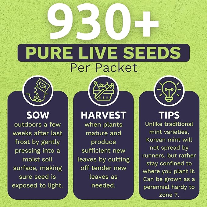 Organic Korean Mint ‘Superior Licorice’ – Agastache Rugosa Seeds – Two Seed Packets! Over 2,000 Open Pollinated Non-GMO Seeds – Sweet Yards Seed Co.