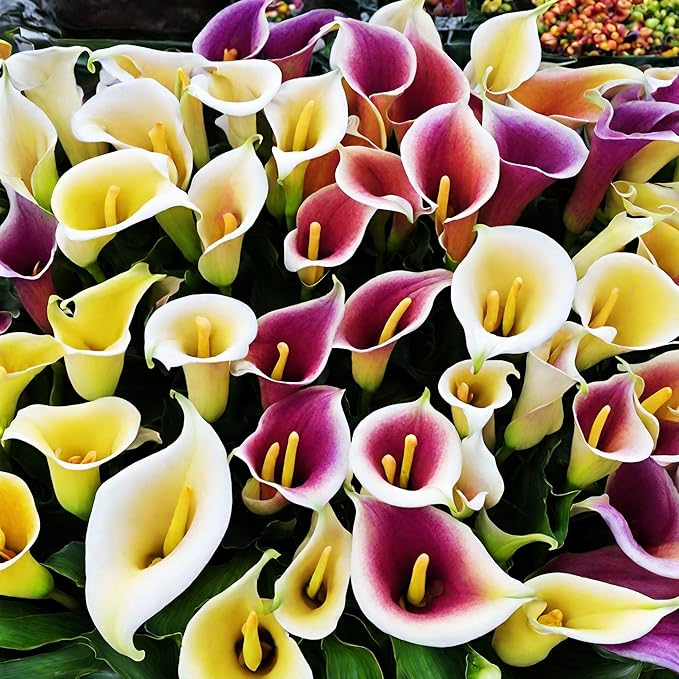 100+ Calla Lily Seeds: Easy Perennial Flowers in a Beautiful Color Mix