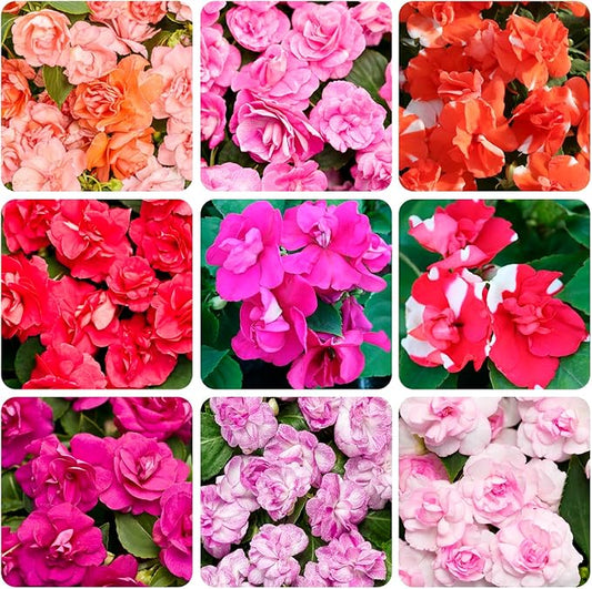 500+Impatiens Mixed Seeds for Planting Outdoor-Perennial Impatiens Balsamina Plants Ornamental Garden Potted Bonsai Indoor