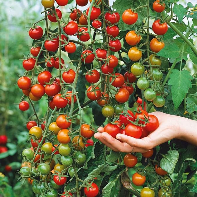 ZEshops 200pcs Waterfall Tomato Seeds - Heirloom, Non-GMO, High-Yield Variety - Complete Planting Guide Included for Home Gardens, Perfect Gardening Gift (Waterfall Tomato Seeds)