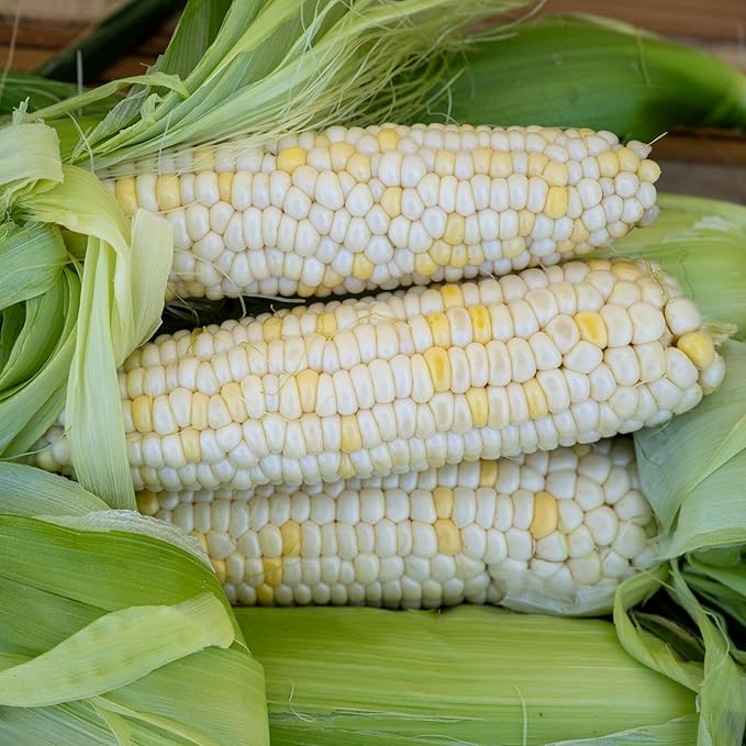 Plant Good Seed Organic Zanadoo Sweet Corn Seeds for Planting: Lupine Knoll Farm Original, Bicolor Yellow and White Kernels - 30 Seed Packet