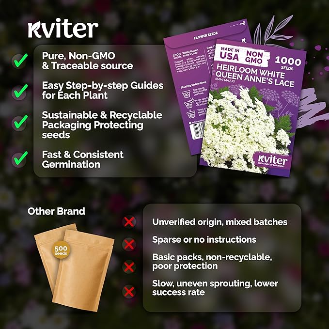 KVITER 1000 White Queen Anne's Lace Seeds (Ammi Majus) – Bishop Flower, Heirloom, Non GMO & Organic Wildflower, False Queen Annes Lace – Pollinator-Friendly Flower Seeds to Plant Outside in any Garden