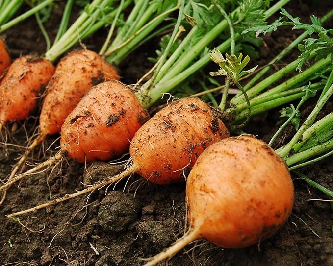 1000+ Seeds Carrot Paris Market - Vegetable Orange